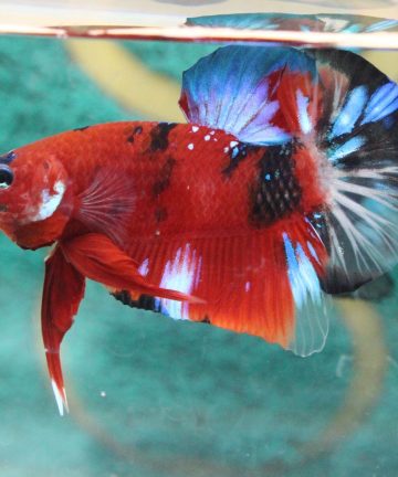 ตัวผู้ ปลากัดคัดเกรดครีบสั้น Halfmoon Plakat Fancy Nemo Candy S011