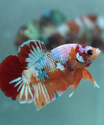 ตัวผู้ ปลากัดคัดเกรดครีบสั้น Halfmoon Plakat Fancy Nemo Candy S015