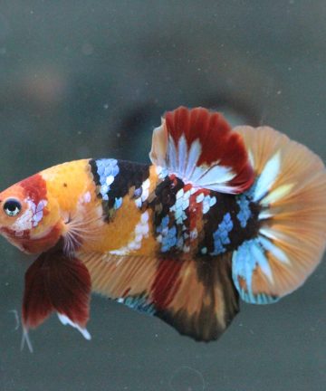 ตัวผู้ ปลากัดคัดเกรดครีบสั้น Halfmoon Plakat Fancy Nemo Candy S024