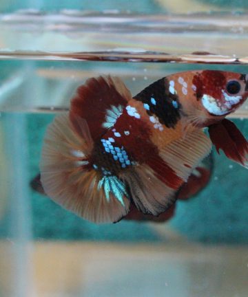 ตัวผู้ ปลากัดคัดเกรดครีบสั้น Halfmoon Plakat Fancy Nemo Candy S026