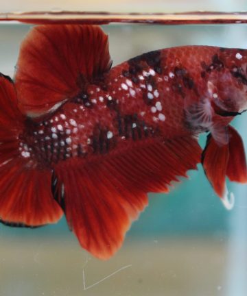 ตัวผู้ ปลากัดคัดเกรดครีบสั้น Halfmoon Plakat Fancy Nemo Candy S027