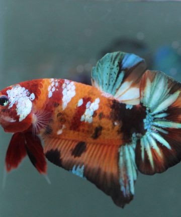ตัวผู้ ปลากัดคัดเกรดครีบสั้น Halfmoon Plakat Fancy Nemo Candy S012