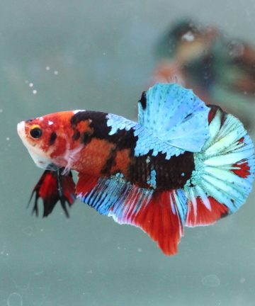 ตัวผู้ ปลากัดคัดเกรดครีบสั้น Halfmoon Plakat Fancy Nemo Candy S014