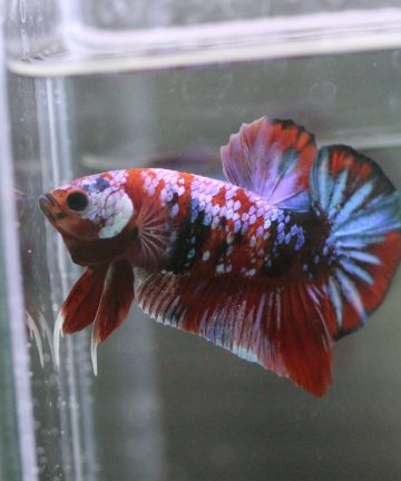 ตัวผู้ ปลากัดคัดเกรดครีบสั้น Halfmoon Plakat Fancy Nemo Candy S023