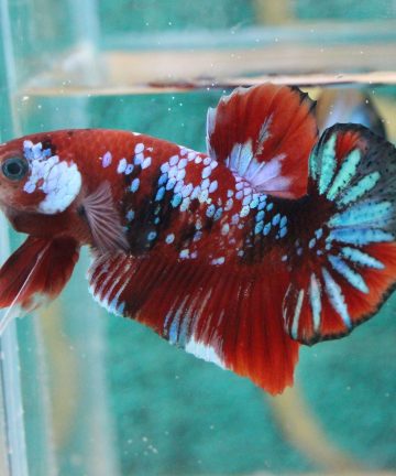 ตัวผู้ ปลากัดคัดเกรดครีบสั้น Halfmoon Plakat Fancy Nemo Candy S007