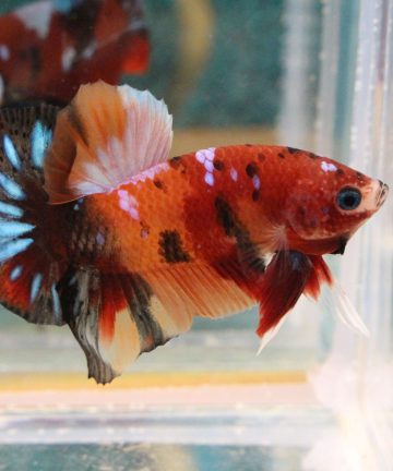 ตัวผู้ ปลากัดคัดเกรดครีบสั้น Halfmoon Plakat Fancy Nemo Candy S008