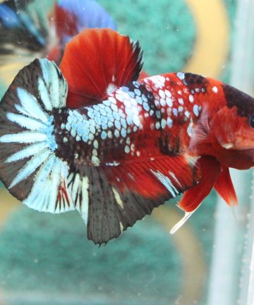 ตัวผู้ ปลากัดคัดเกรดครีบสั้น Halfmoon Plakat Fancy Nemo Candy S010