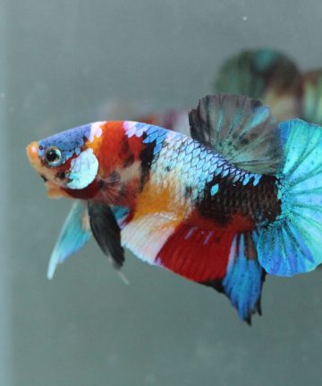 ตัวผู้ ปลากัดคัดเกรดครีบสั้น Halfmoon Plakat Fancy Nemo Candy S013