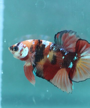 ตัวผู้ ปลากัดคัดเกรดครีบสั้น Halfmoon Plakat Fancy Nemo Candy S016