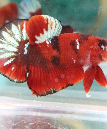 ตัวผู้ ปลากัดคัดเกรดครีบสั้น Halfmoon Plakat Fancy Nemo Candy S005