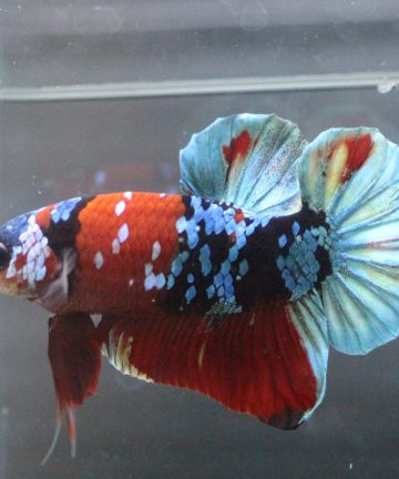 ตัวผู้ ปลากัดคัดเกรดครีบสั้น Halfmoon Plakat Fancy Nemo Candy S029