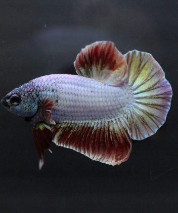 ตัวผู้ ปลากัดคัดเกรดครีบสั้น Halfmoon Plakat Fancy Nemo Candy S030