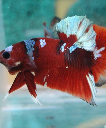 ตัวผู้ ปลากัดคัดเกรดครีบสั้น Halfmoon Plakat Fancy Nemo Candy S006