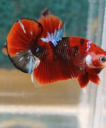 ตัวผู้ ปลากัดคัดเกรดครีบสั้น Halfmoon Plakat Fancy Nemo Candy S009