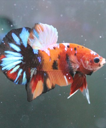 ตัวผู้ ปลากัดคัดเกรดครีบสั้น Halfmoon Plakat Fancy Nemo Candy S017
