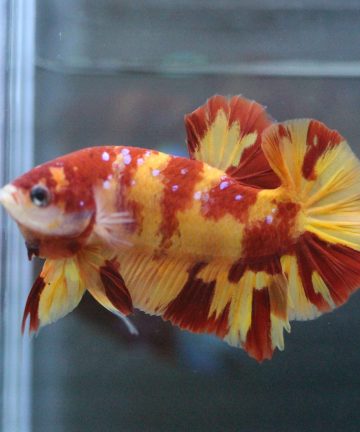 ตัวผู้ ปลากัดคัดเกรดครีบสั้น Halfmoon Plakat Fancy Nemo Candy S028
