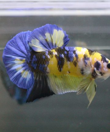 ตัวผู้ ปลากัดคัดเกรดครีบสั้น Halfmoon Plakat Fancy Nemo Candy S033