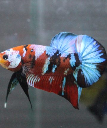 ตัวผู้ ปลากัดคัดเกรดครีบสั้น Halfmoon Plakat Fancy Nemo Candy S034