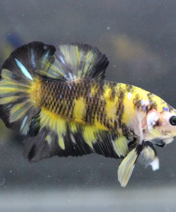 ตัวผู้ ปลากัดคัดเกรดครีบสั้น Halfmoon Plakat Fancy Nemo Candy S035