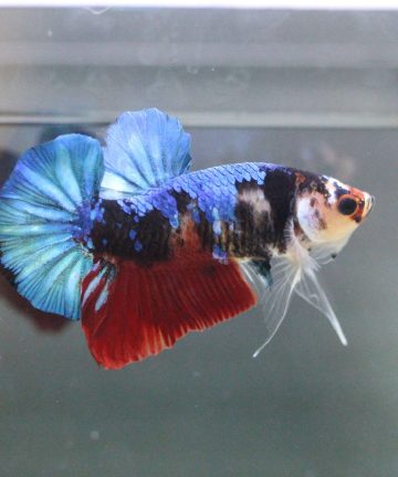 ตัวผู้ ปลากัดคัดเกรดครีบสั้น Halfmoon Plakat Fancy Nemo Candy S032