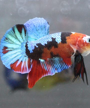 ตัวผู้ ปลากัดคัดเกรดครีบสั้น Halfmoon Plakat Fancy Nemo Candy S036