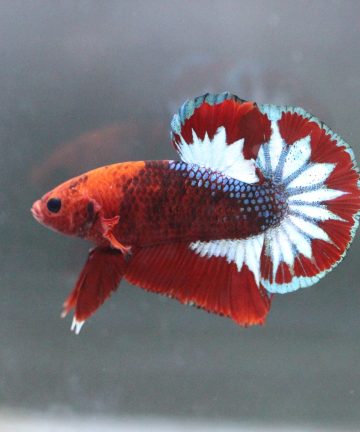 ตัวผู้ ปลากัดคัดเกรดครีบสั้น Halfmoon Plakat Fancy Nemo Candy S031